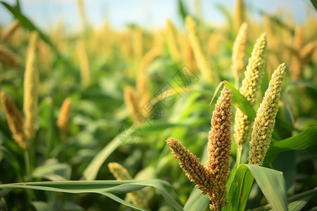 高粱领域高清图片下载-正版图片600403674