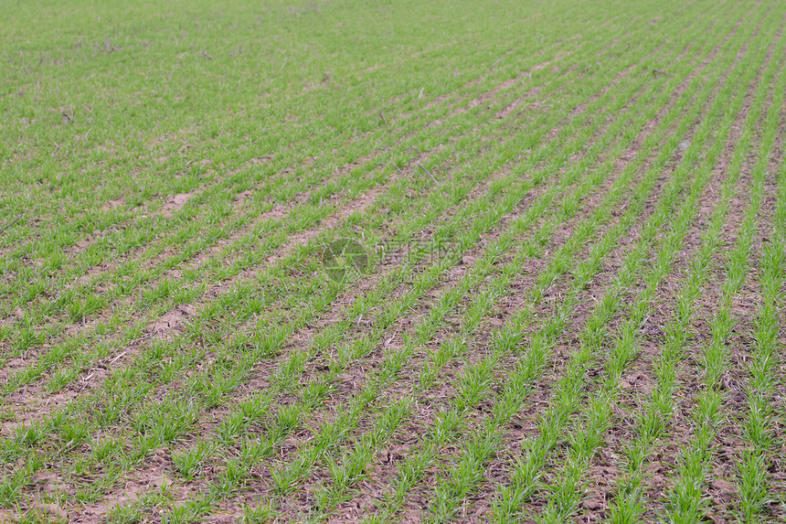春冬小麦田野林谷物种植