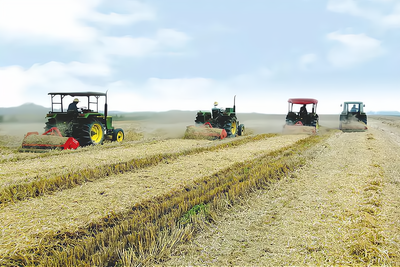 抓住商机!谷物种植基地的发展趋势与致富路径