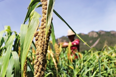 武汉晚报-应多吃富含膳食纤维的全谷物