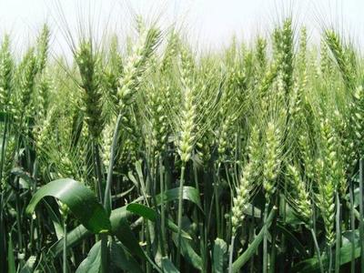 世界粮食日:美食爱好者正在把每一粒粮食变成美食