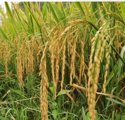 庐江县同大镇罗受祥谷物种植家庭农场-