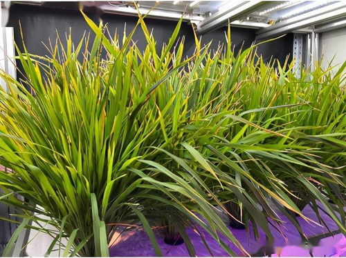 对话三农科学家 水稻60天就能收获 种地竟然不用土