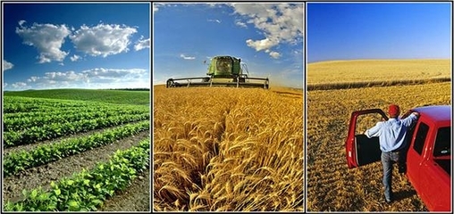 中澳农贸潜力有待深挖-从谷物海鲜到猪肉