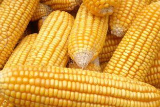 玉米期货产品如何购买