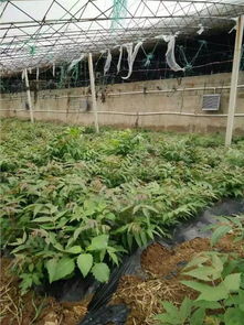 供应 宁津海龙温控设备制造厂 畜牧养殖加温设备,种植加温设备