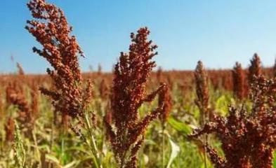 全球粮食危机愈演愈烈,酒企业能否未雨绸缪?