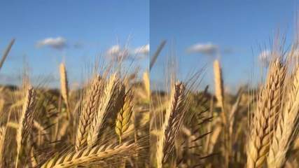 种植谷物种植谷物AE模板下载_光厂(VJ师网)