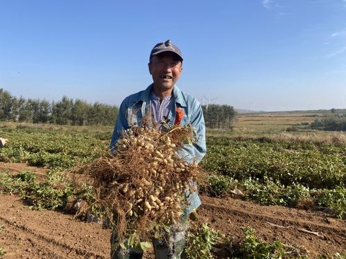 稻花香里说丰年 网络传播活动在辽宁盘锦市启动