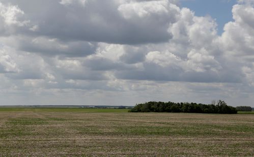 失去中国市场 澳大利亚大麦种植骤减15 农民被迫改种油菜籽