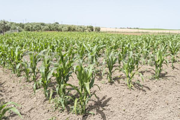 玉米作物种植