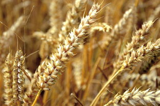 小麦,谷物,耳,粮食,农业,字段,性质,夏季,麦田,厂,可耕地,食品,成熟,收获