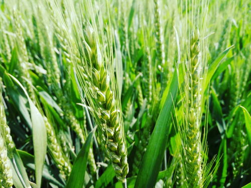 为啥说资深农民也难准确概况粮食作物种类 因为红薯也是粮食作物