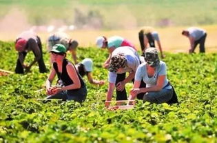 你知道德国农业4.0是什么样子吗