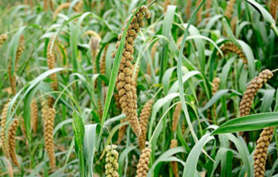 “黍”和“稷”有什么区别?