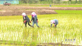 景映强 带领乡亲脱贫致富的 领头羊