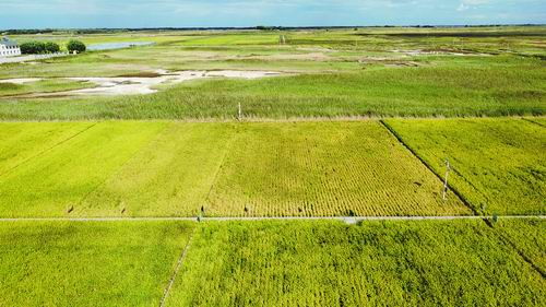 打开一个基因中的 藏粮密码