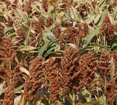 不种玉米 2017年高粱种植行情怎样