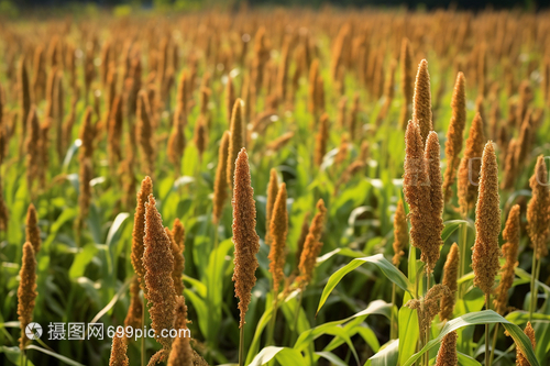 种植园中的农作物