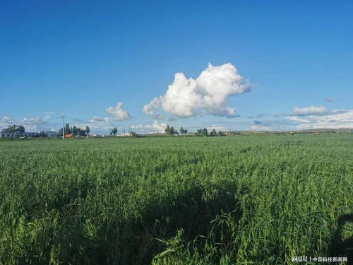 乌兰察布燕麦产业 创新驱动 打造区域经济新引擎