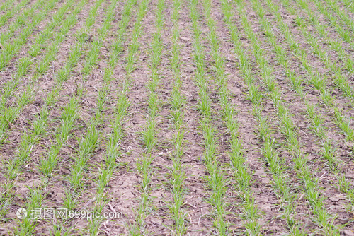 春冬小麦田野林谷物种植