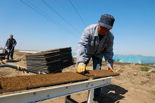 滦南 春耕正当时 水稻播种忙