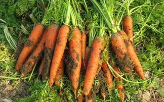 胡萝卜的营养价值及对疾病和健康的影响