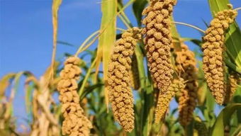 我的丰收 我的节 济南长清2019年中国农民丰收节开幕了