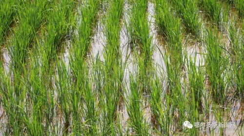 建工厂 养鹌鹑 种水稻 鄂尔多斯这个镇可闹好了