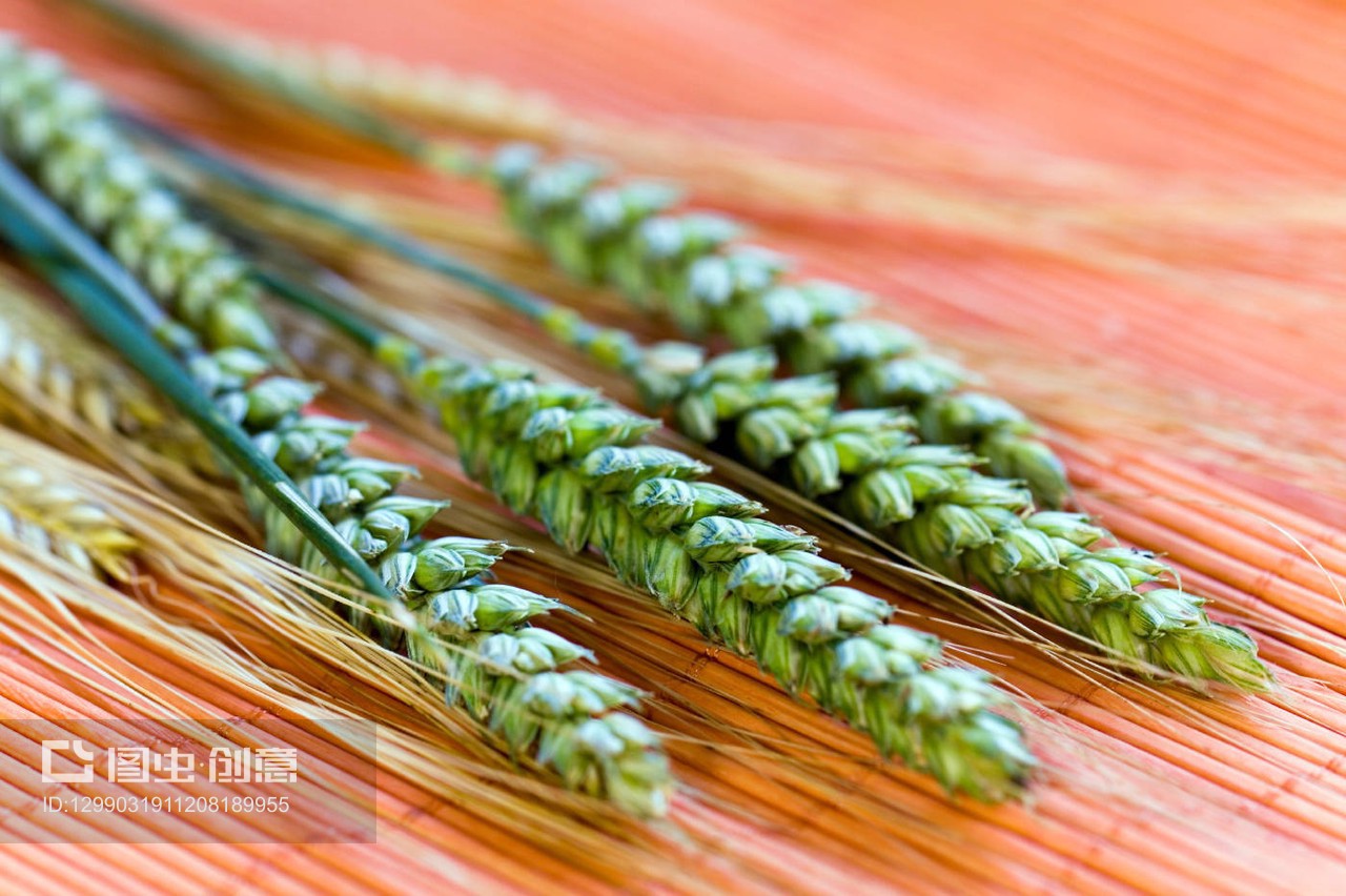 谷物、小麦和麦穗