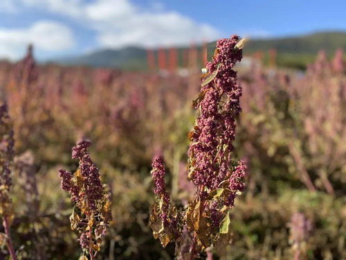 丽江彩藜文化节开幕 来了解一下这种 超级谷物 素食之王