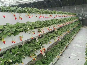 立体种植槽 温室大棚用品sell 种植槽厂价格及规格型号