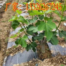  兰州牡丹园艺公司 主营 兰州牡丹园艺公司创立