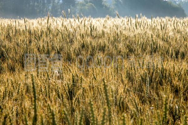 夏日麦田背景。