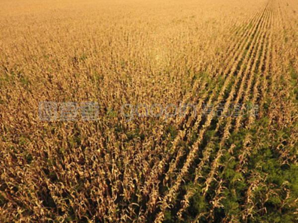 成熟玉米地。玉米干秸秆。从上面看玉米地。玉米种植园,成熟