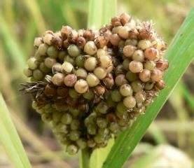 一种谷物,闽南饶平人叫做 黍仔 ,求教学名