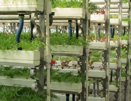 学习无土栽培蔬菜 有机瓜菜工厂技术好学