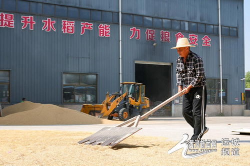 万荣 黄河滩上长出 黄金 米,南粮北植优化农业产业机构