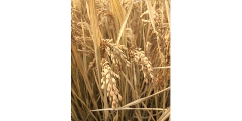 萝北县大豆种植哪家好 萝北谷物种植合作社