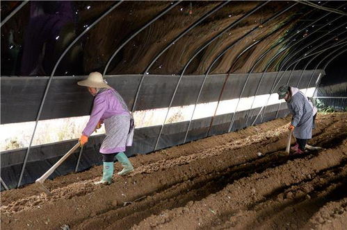 百里杜鹃沙厂乡 种植羊肚菌 为乡村振兴提供绿色动力