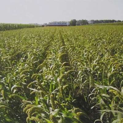 绿色谷物有机种植长势图