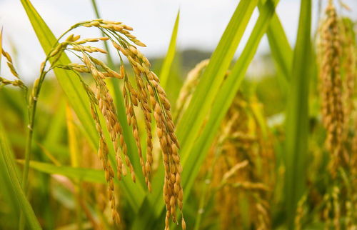 与水稻齐名被称为 黄金谷物 ,旱地也能种植,价格是小麦的10倍