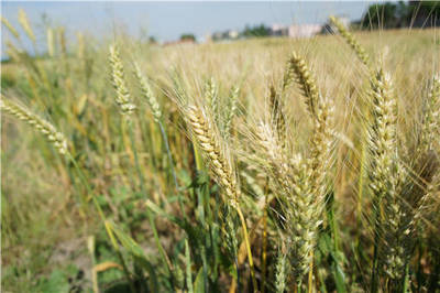 小麦的起源与中国种植分布