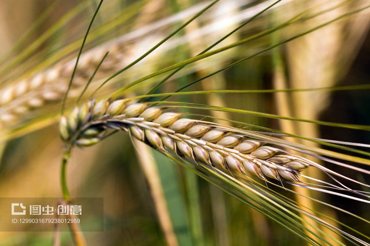谷物种植 从种子到丰收的旅程