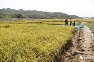 抚顺日报社电商平台倾情推荐 谷物养殖螃蟹，鲜美与健康的完美融合