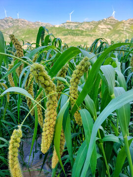 小米与谷物种植 从产地到丰收