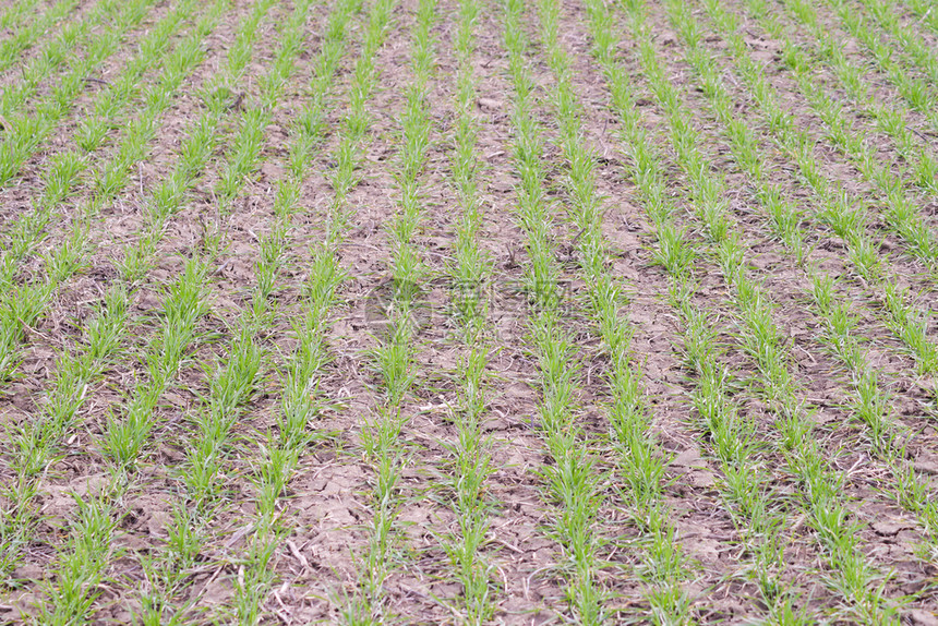 春冬小麦田野林谷物种植