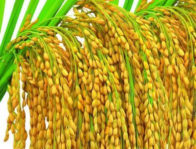 泰来县力泰谷物种植专业合作社