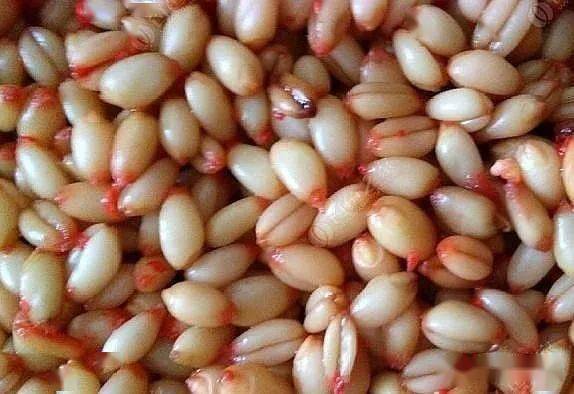 鱼饵搭配中,5种不可替代的 便宜货 ,实惠好用