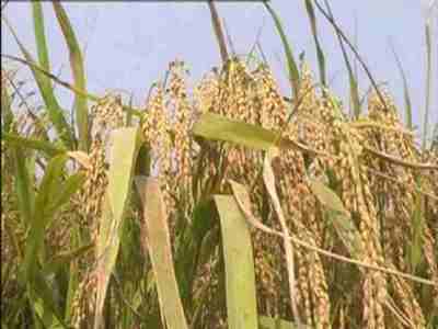 曾被称为“嘉蔬”的却是谷物,南方人几乎离不得它,而且千古如斯